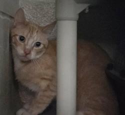 Found/Stray Unknown Cat last seen Starr-Jaycee Park, Royal Oak, MI 48073