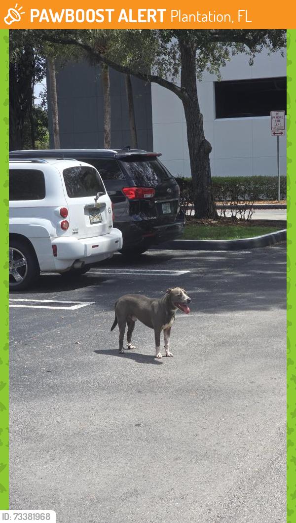 Found/Stray Male Dog last seen Near NW 82nd Ave in Plantation, Florida, Plantation, FL 33324