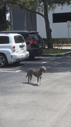 Found/Stray Male Dog last seen Near NW 82nd Ave in Plantation, Florida, Plantation, FL 33324