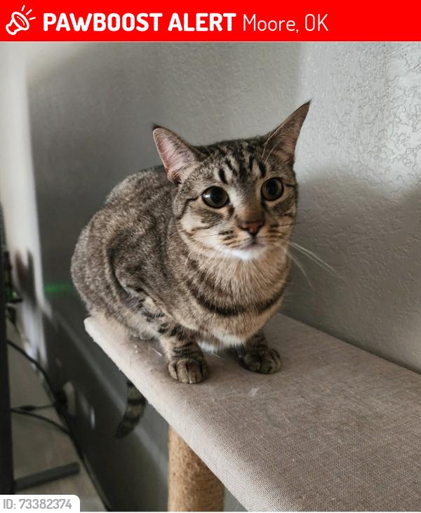 Lost Female Cat last seen 12th & Bryant Moore, OK, Moore, OK 73160