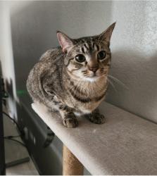 Lost Female Cat last seen 12th & Bryant Moore, OK, Moore, OK 73160