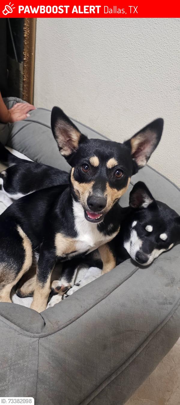Lost Female Dog last seen Near, Dallas, TX 75228