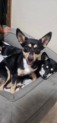 Lost Female Dog last seen Near, Dallas, TX 75228