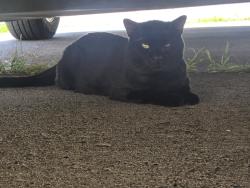 Found/Stray Unknown Cat last seen Napfle and the Roosevelt Blvd, Philadelphia, PA 19152