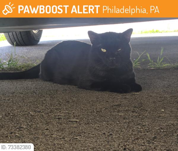 Found/Stray Unknown Cat last seen Napfle and the Roosevelt Blvd, Philadelphia, PA 19152