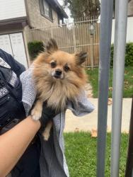 Found/Stray Unknown Dog last seen Mar Vista and Corson, Pasadena, CA 91104