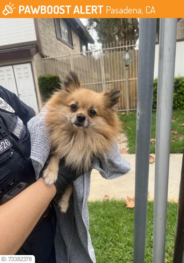 Found/Stray Unknown Dog last seen Mar Vista and Corson, Pasadena, CA 91104