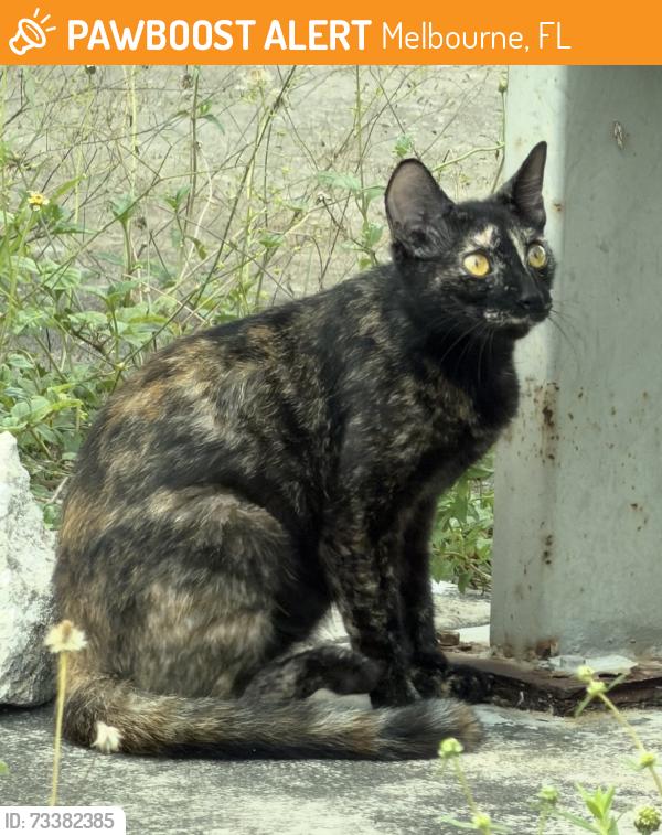 Found/Stray Unknown Cat last seen Near old Dennys restaurant on 1-92, Melbourne, FL 32901