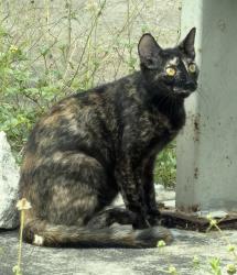 Found/Stray Unknown Cat last seen Near old Dennys restaurant on 1-92, Melbourne, FL 32901