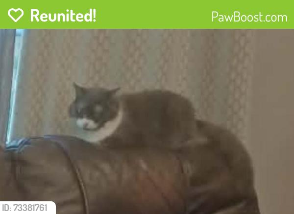 Reunited Female Cat last seen Mockingbird and Audra, Denton, TX 76209