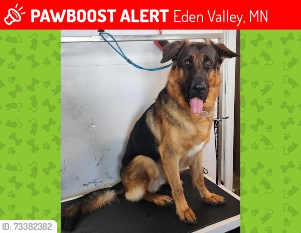 Lost Male Dog last seen Coleman Ave & Bell Street, Eden Valley, MN 55329