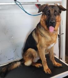 Lost Male Dog last seen Coleman Ave & Bell Street, Eden Valley, MN 55329