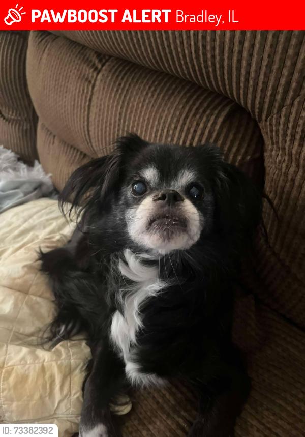 Lost Female Dog last seen Lil's Park, Bradley, IL 60915