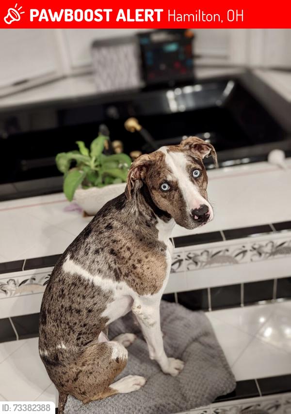 Lost Female Dog last seen Near Headgates, Hamilton, OH 45011