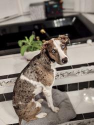 Lost Female Dog last seen Near Headgates, Hamilton, OH 45011