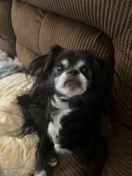 Lost Female Dog last seen Lil's Park, Bradley, IL 60915