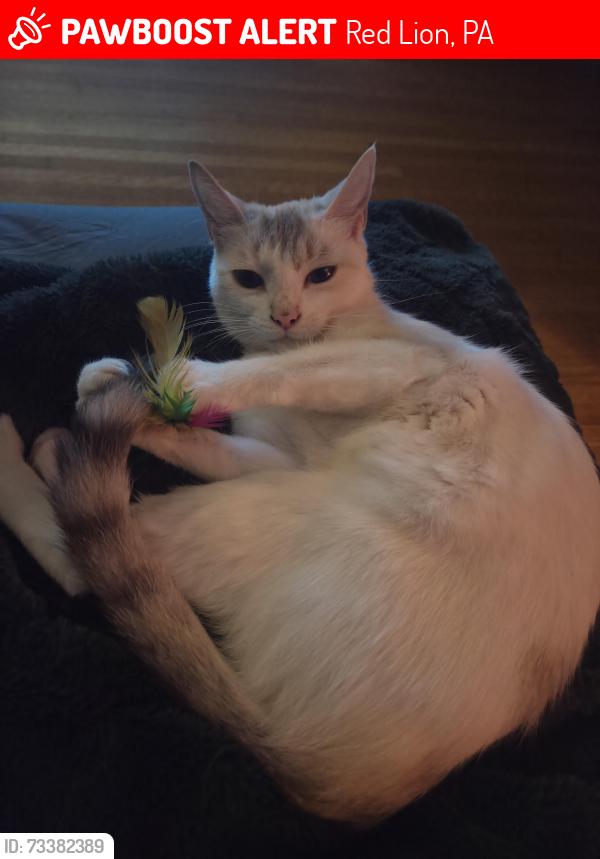 Lost Female Cat last seen W. Broadway and Park St., Red Lion, PA 17356