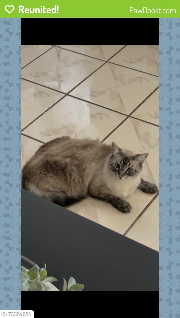 Reunited Male Cat last seen Broadway, Naples, Chula Vista, CA 91911