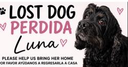 Lost Female Dog last seen Near Fletcher St, Hollywood, FL 33023, Hollywood, FL 33023
