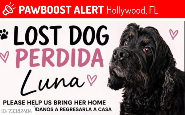 Lost Female Dog last seen Near Fletcher St, Hollywood, FL 33023, Hollywood, FL 33023