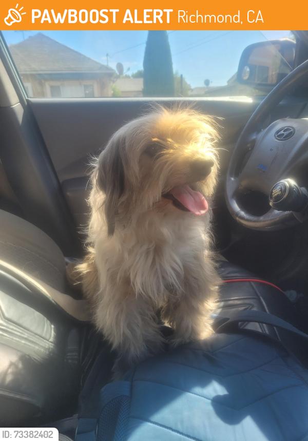 Found/Stray Unknown Dog last seen 25th and Roosevelt Avenue, Richmond, CA 94808