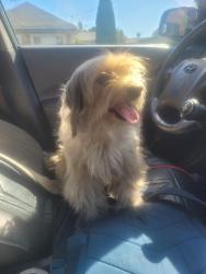 Found/Stray Unknown Dog last seen 25th and Roosevelt Avenue, Richmond, CA 94808