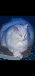 Lost Male Cat last seen Near boxwood drive 35216, Birmingham, AL 35216
