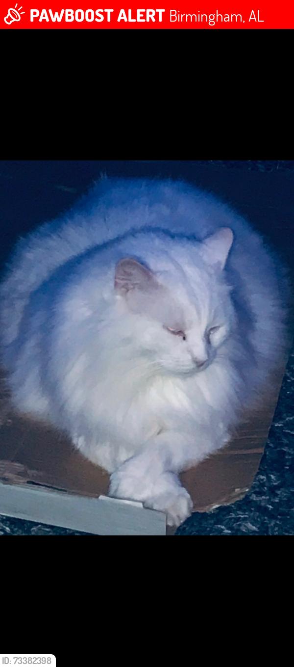 Lost Male Cat last seen Near boxwood drive 35216, Birmingham, AL 35216