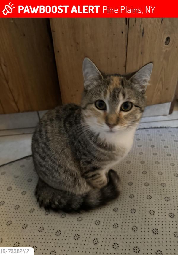 Lost Female Cat last seen Pine Plains Bank, Pine Plains, NY 12567