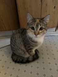 Lost Female Cat last seen Pine Plains Bank, Pine Plains, NY 12567
