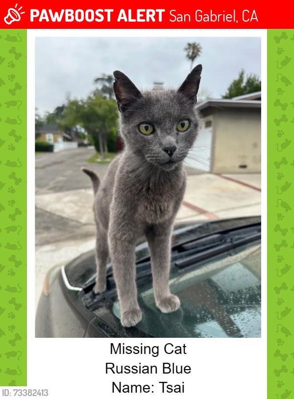 Lost Male Cat last seen Greenwood Ave & N Muscatel Ave, San Gabriel, CA 91775