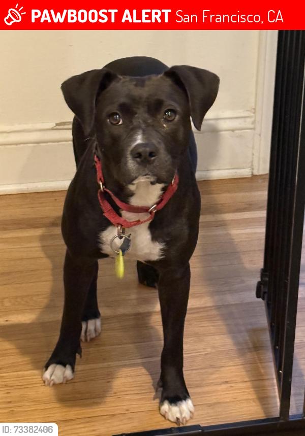 Lost Female Dog last seen Visitation Ave, San Francisco, CA 94134