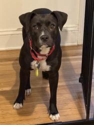 Lost Female Dog last seen Visitation Ave, San Francisco, CA 94134