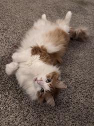 Lost Male Cat last seen Torval canyon rd, Poulsbo, WA 98370