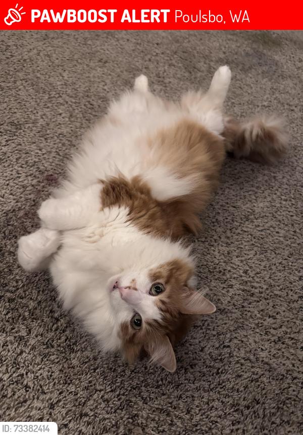 Lost Male Cat last seen Torval canyon rd, Poulsbo, WA 98370