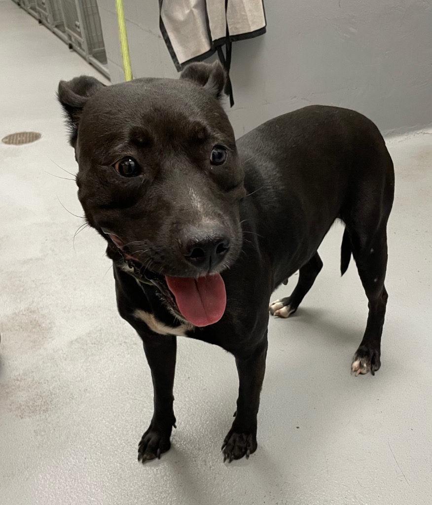Shelter Stray Female Dog last seen Midwest City, 8485 E Reno Ave, Midwest City, OK 73110, USA