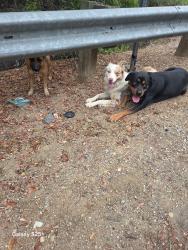 Reunited Male Dog last seen Fullerton Rd/Harbor Blvd Rowland Heights., Rowland Heights, CA 91748