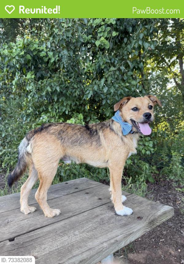 Reunited Male Dog last seen Hector Henry greenway by Odell school, Concord, NC 28027