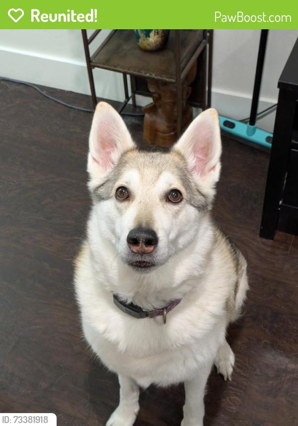Reunited Female Dog last seen apmt complex near Gardner Village, Midvale, UT 84047