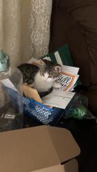 Lost Female Cat last seen Church apmt complex a school a couple blocks away, Rush Springs, OK 73082