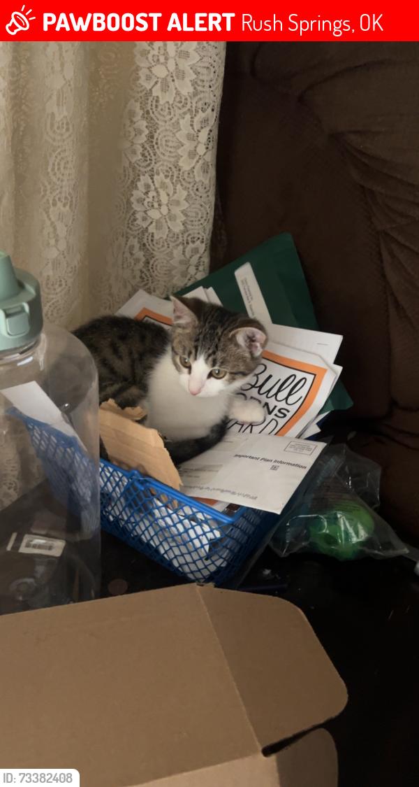 Lost Female Cat last seen Church apmt complex a school a couple blocks away, Rush Springs, OK 73082