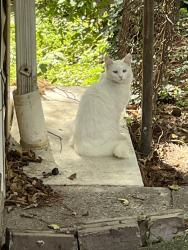 Found/Stray Unknown Cat last seen Mulberry Alley, Steelton, PA 17113