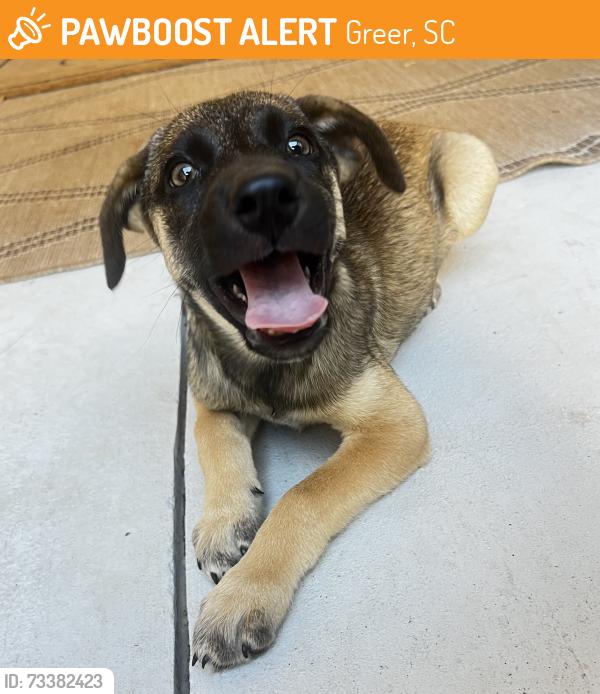 Found/Stray Male Dog last seen Mesa soccer complex, Greer, SC 29651