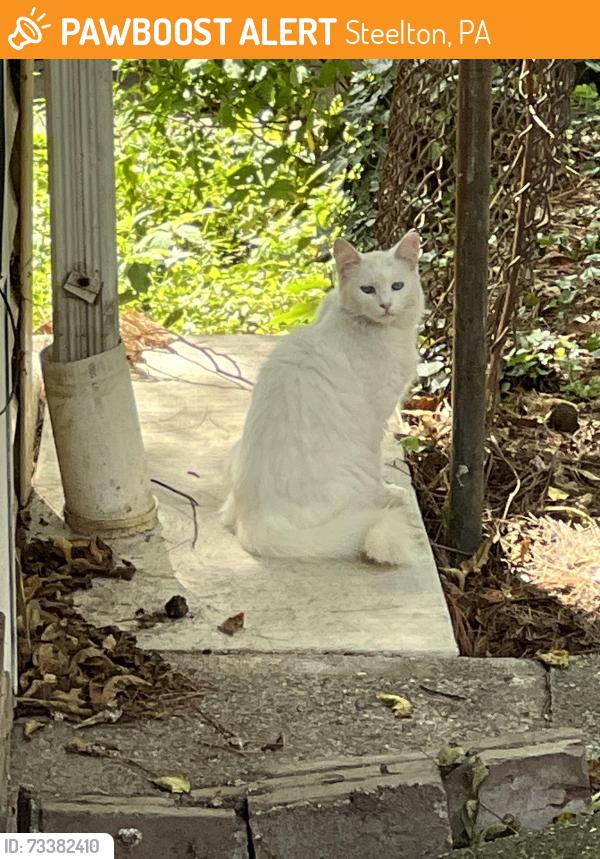 Found/Stray Unknown Cat last seen Mulberry Alley, Steelton, PA 17113