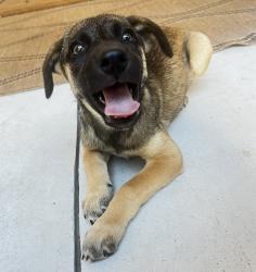 Found/Stray Male Dog last seen Mesa soccer complex, Greer, SC 29651