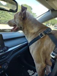 Lost Male Dog last seen Wren ave calousa dr, Fort Worth, TX 76133