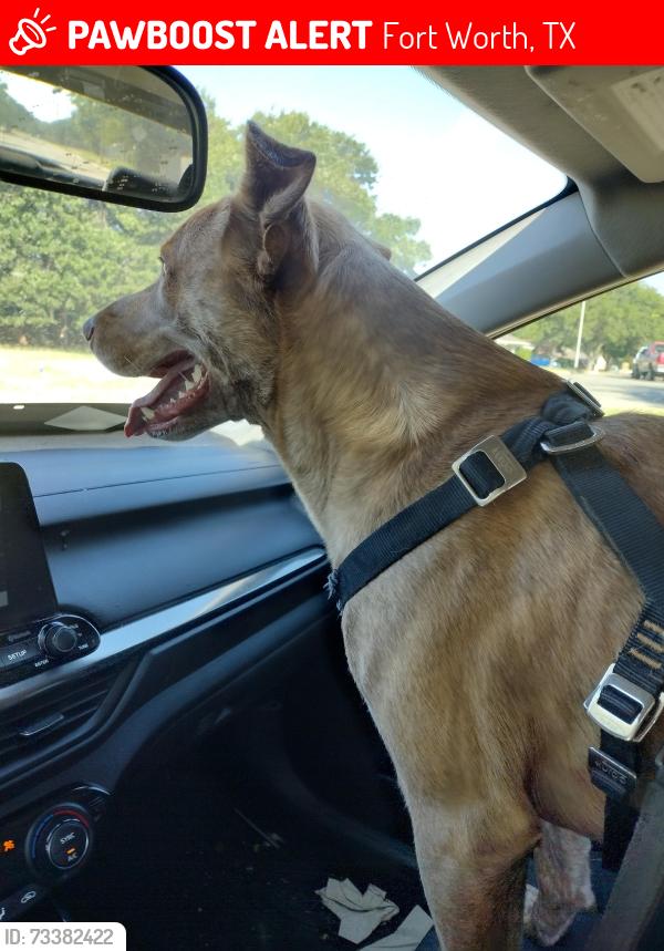 Lost Male Dog last seen Wren ave calousa dr, Fort Worth, TX 76133