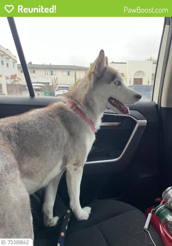 Reunited Female Dog last seen El Cajón and Utah St, San Diego, CA 92104