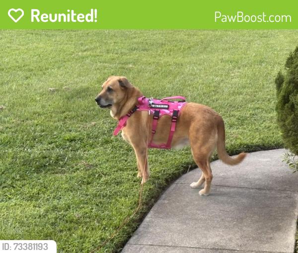 Reunited Female Dog last seen McCotter, Havelock, NC 28532
