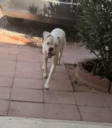 Reunited Female Dog last seen Navajo Rd, Apple Valley, CA 92308